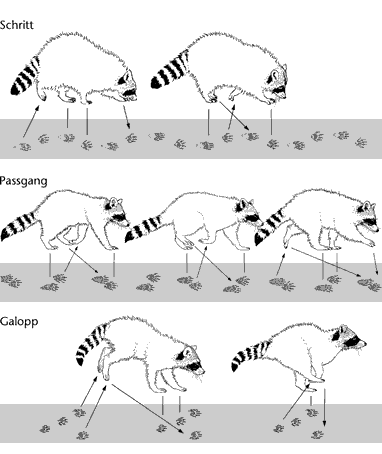 Waschbär laute