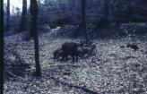 Wildschweine