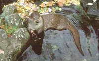 Fischotter