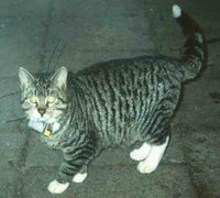 Hauskatze mit Sender