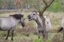 Konikpferde in der Oranienbaumer Heide