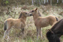 Konik-Fohlen in der Oraninebaumer Heide