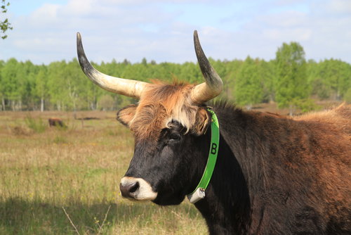 ID-Tag an einem Heckrind in der Oranienbaumer Heide